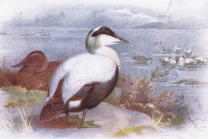 Eider